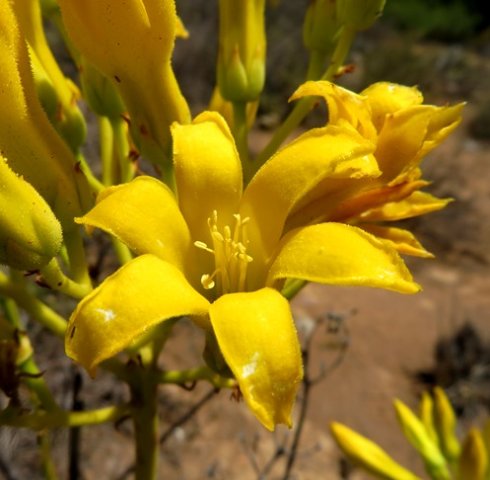 Tylecodon cacalioides flower