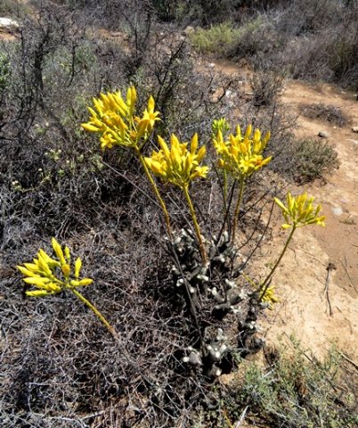 Tylecodon cacalioides midsummer blooming