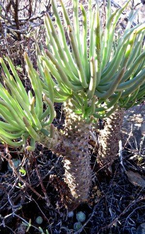 Tylecodon cacalioides leaves and stems