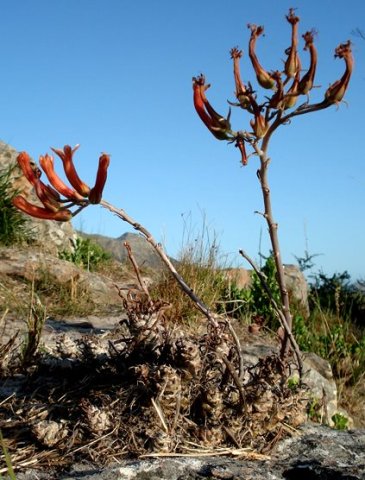 Tylecodon grandiflorus 