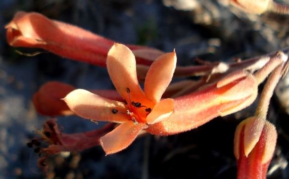 Tylecodon grandiflorus flower