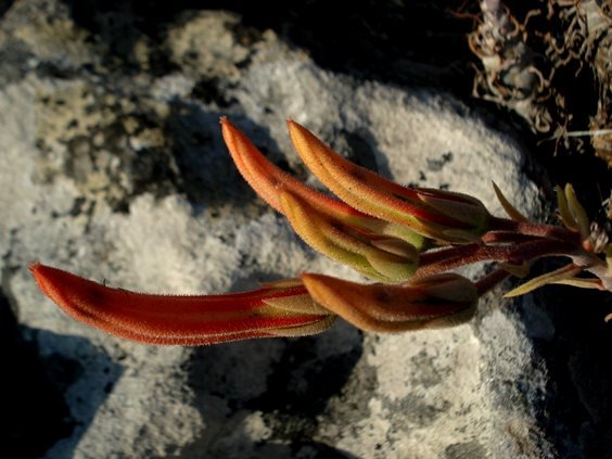 Tylecodon grandiflorus buds
