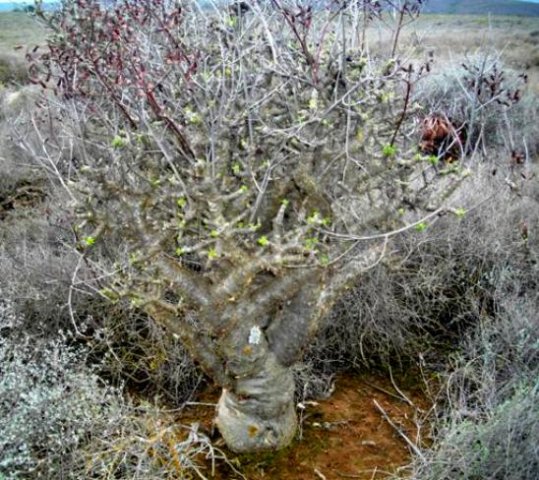 Tylecodon paniculatus new beginnings