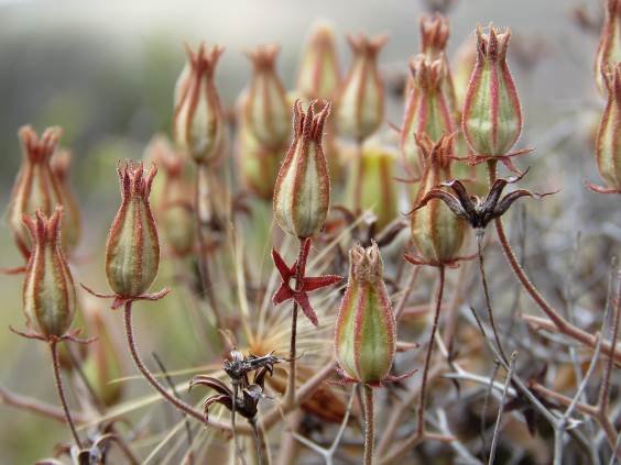 Tylecodon reticulatus subsp. reticulatus old and older flowers