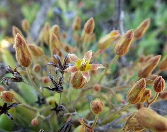 Tylecodon reticulatus subsp. reticulatus buds and flower