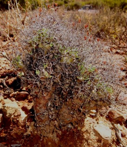 Tylecodon reticulatus subsp. reticulatus ready for winter