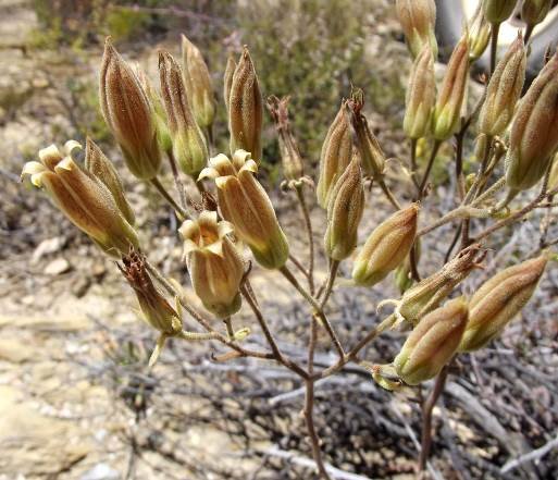 Tylecodon ventricosus flowers
