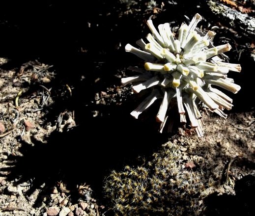 Tylecodon wallichii subsp. wallichii after leaf loss