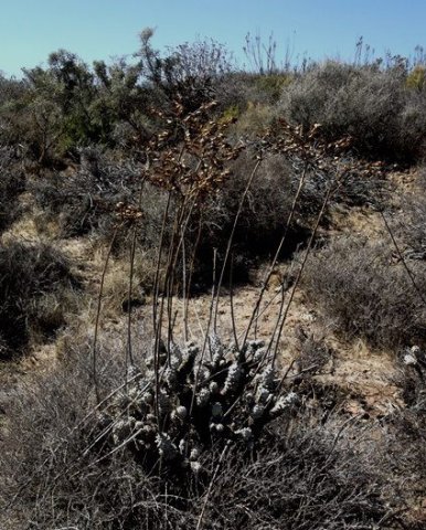Tylecodon wallichii subsp. wallichii after blooming