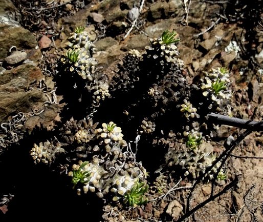 Tylecodon wallichii subsp. wallichii new leaves