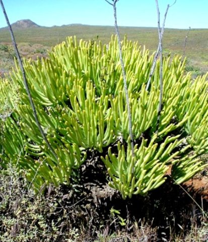 Tylecodon wallichii subsp. wallichii leaves