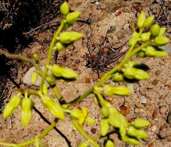Tylecodon wallichii subsp. wallichii flowers