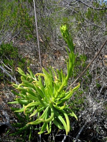 Tylecodon wallichii subsp. wallichii young stem in October
