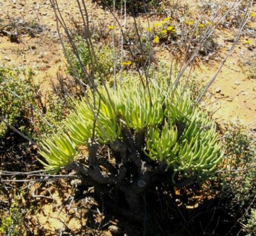 Tylecodon wallichii subsp. wallichii