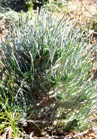 Tylecodon wallichii subsp. ecklonianus stem tubercles