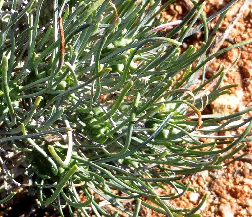 Tylecodon wallichii subsp. ecklonianus