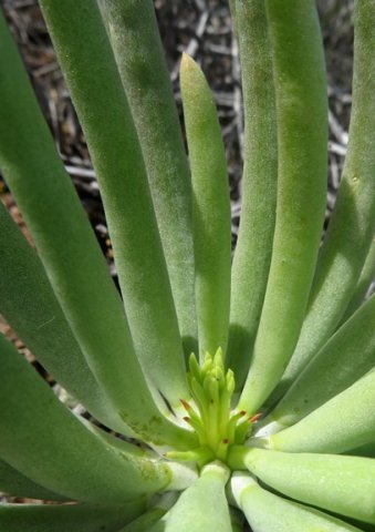 Tylecodon wallichii subsp. wallichii flowering announced