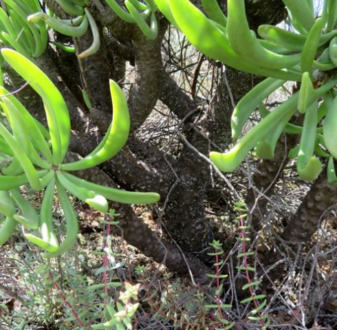 Tylecodon wallichii subsp. wallichii branched without pegs
