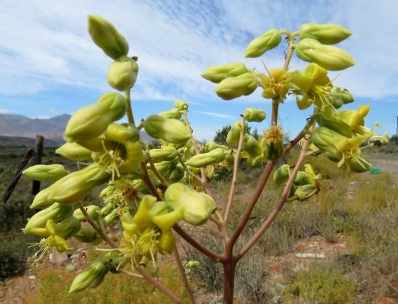 Tylecodon wallichii subsp. wallichii flowers
