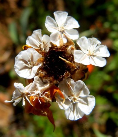 Ursinia cakilefolia fruit
