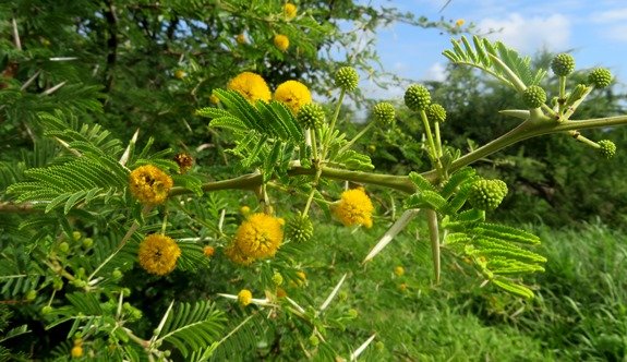 Vachellia karroo stem-tip in summer