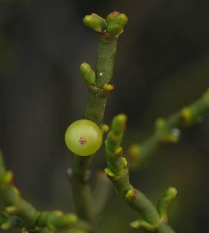 Viscum hoolei fruit and negligible leaves