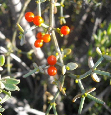Viscum rotundifolium