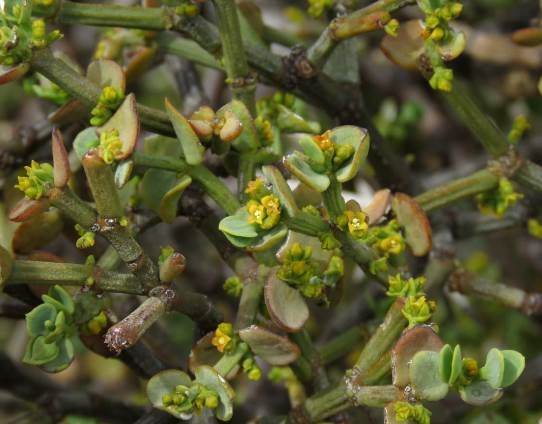 Viscum rotundifolium inflorescences