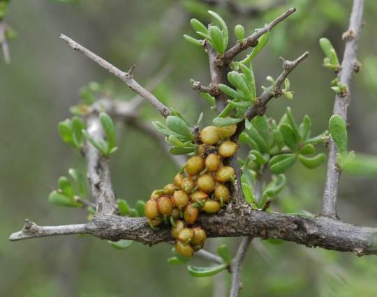Viscum rotundifolium seeds sprouting