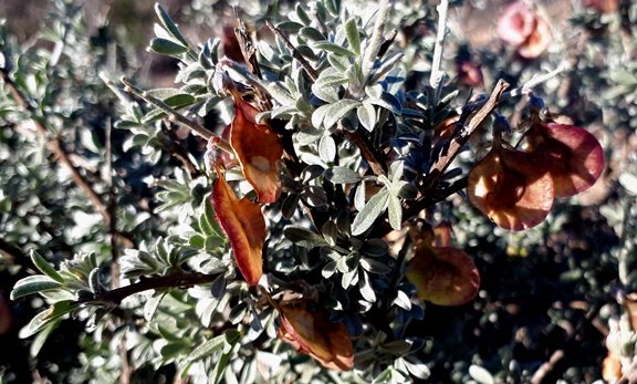 Wiborgia monoptera fruit