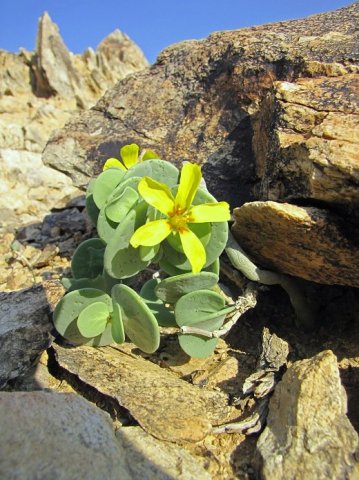 Zygophyllum cordifolium on a barren slope