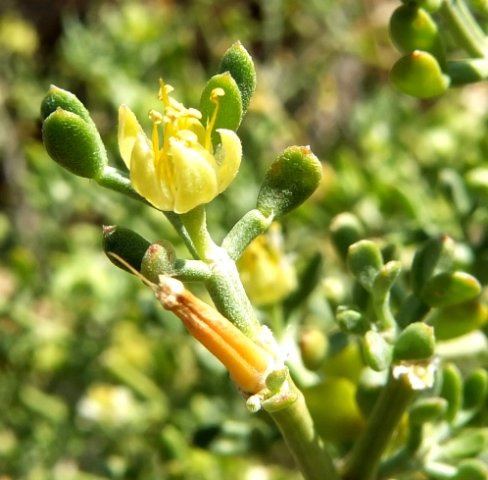 Zygophyllum microcarpum flourish and failure