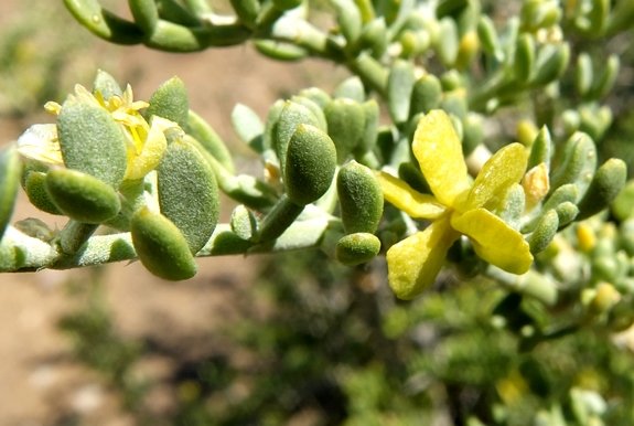 Zygophyllum microcarpum yellow propeller