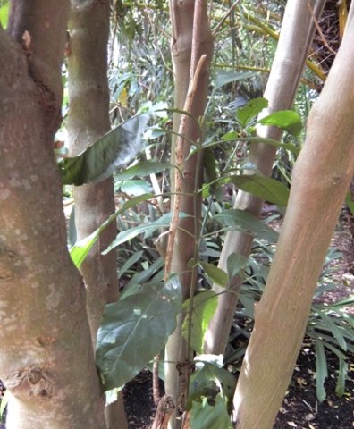 Justicia adhatodoides stems