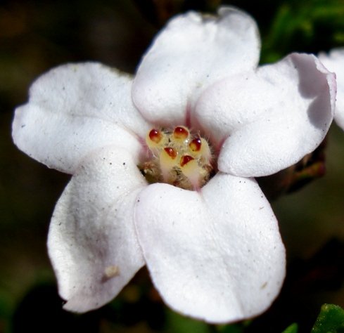 Adenandra brachyphylla flower