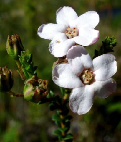 Adenandra brachyphylla leaves