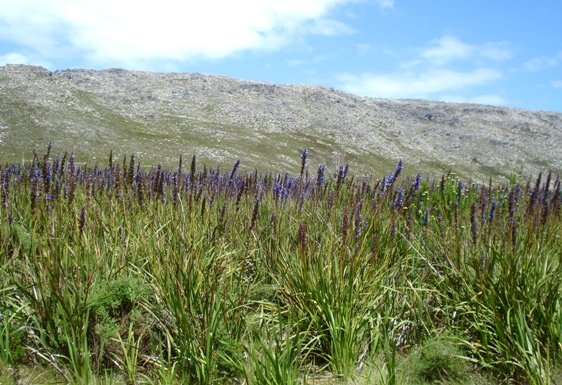 Aristea capitata in the Kogelberg