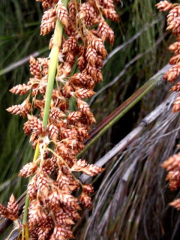 Cannomois virgata male spikelets
