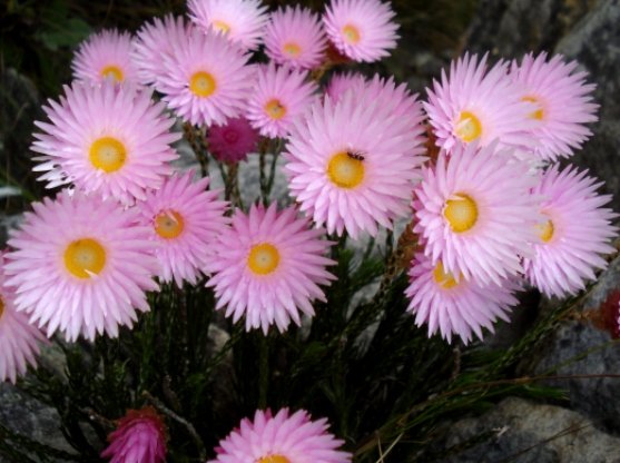 Edmondia pinifolia yellow disc florets