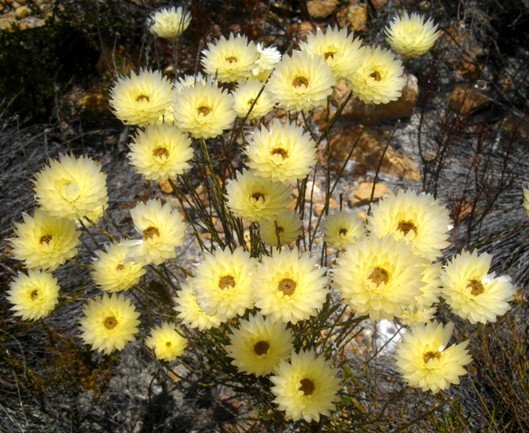 Edmondia sesamoides in summer