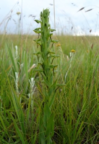 Habenaria anguiceps 