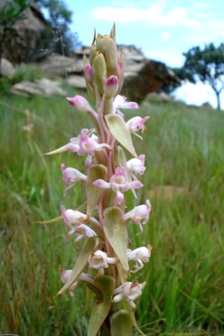 Satyrium longicauda var. longicauda living in grass