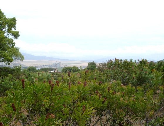 Protea holding on in wheat country