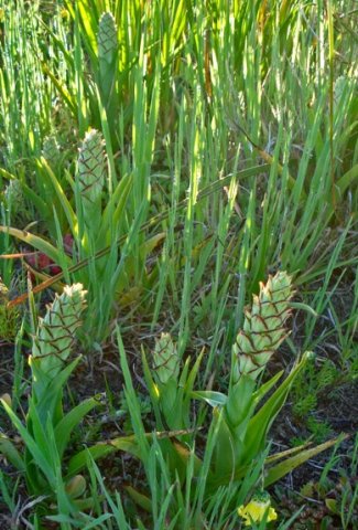 Pterygodium ingeanum on the Bokkeveld Plateau
