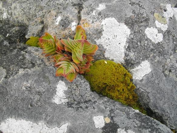 Crassula, moss and lichen