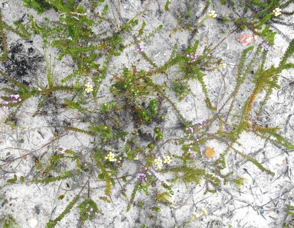 Delicate revival after a veld fire