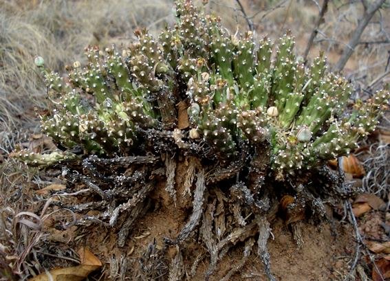 Euphorbia maleolens crippled but performing