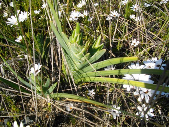 Ferraria crispa brings contrasting texture