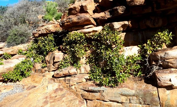 Ficus ilicinas fashionable accommodation