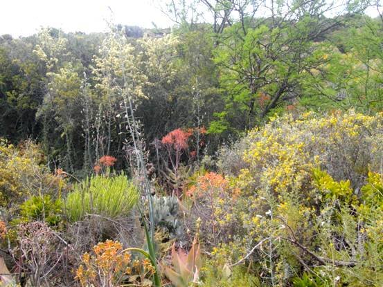 Little Karoo in spring celebration